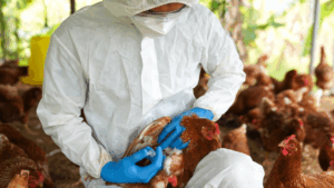 Surto de gripe aviária é confirmado em propriedade com aves exóticas em MG