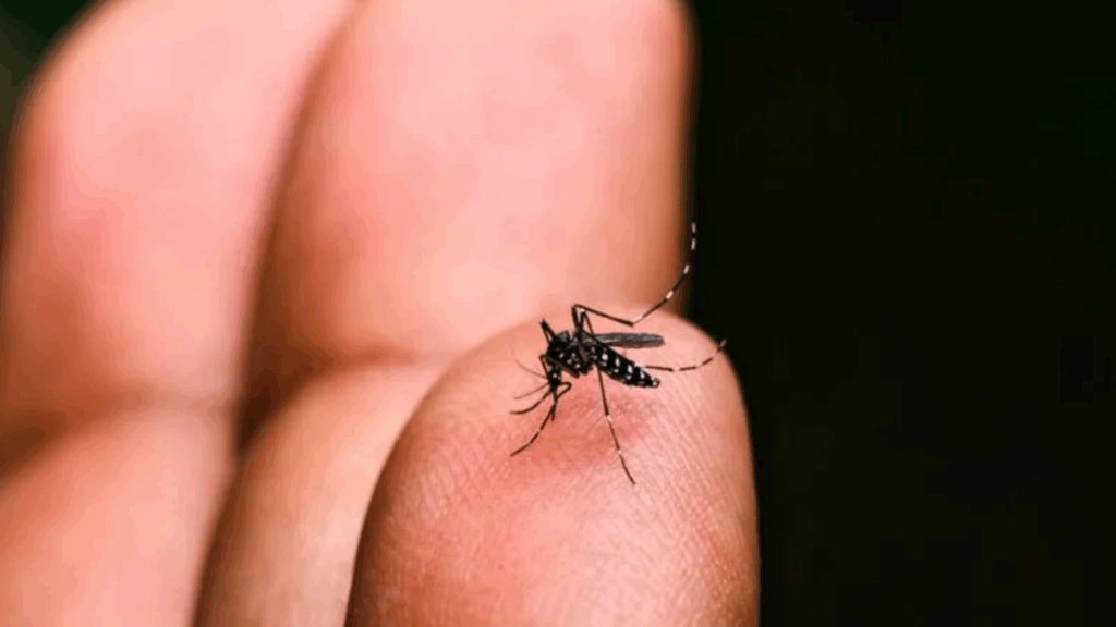 Alagoas registra mais de 1,7 mil casos de dengue e reforça alerta com chegada do período chuvoso