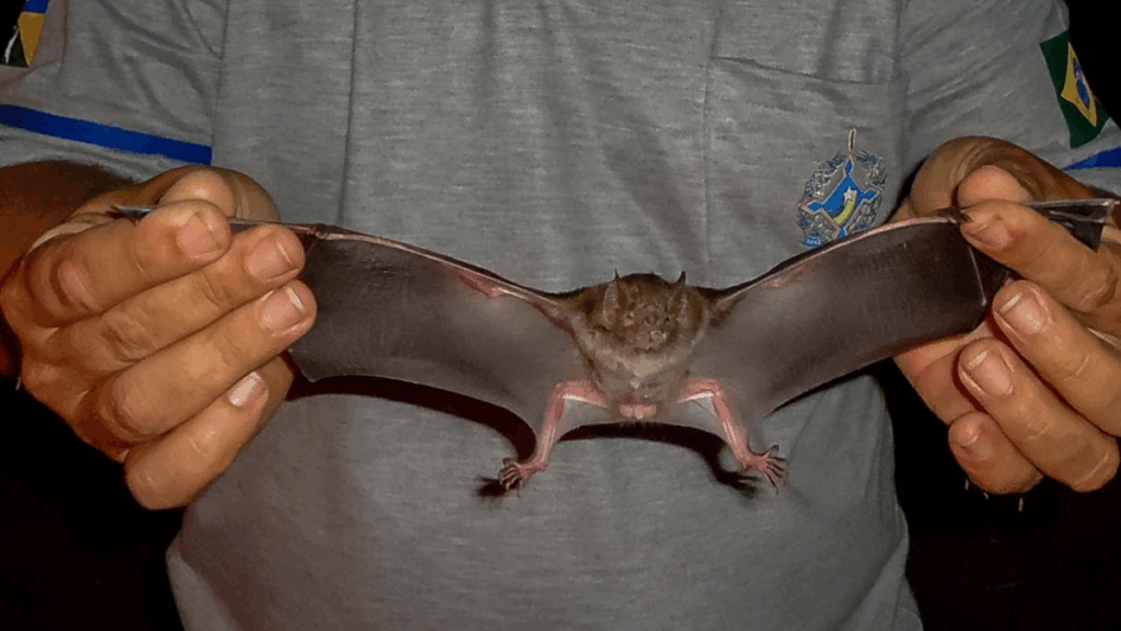 Casos de raiva em morcegos preocupam moradores do Litoral Norte de Maceió