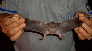 Casos de raiva em morcegos preocupam moradores do Litoral Norte de Maceió